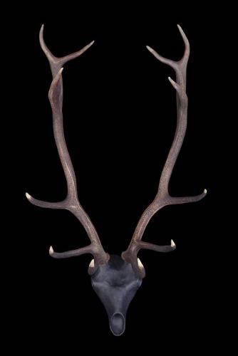 hirsch-skulptur-82302