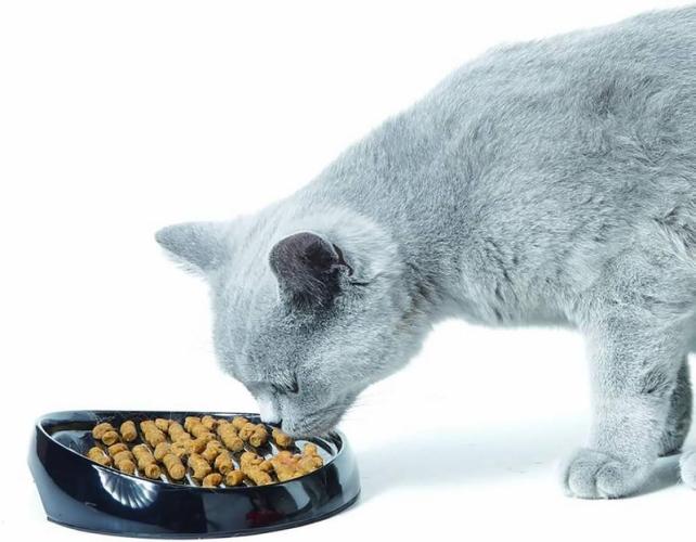 Whisker Water, 19 x 15 cm H 5 cm, assortiert, 330 ml