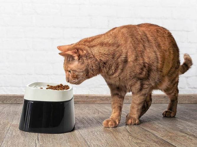 Savic Ergo Cube Food Napf für Katzen