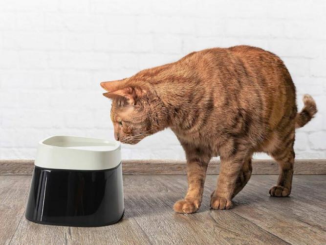 Savic Ergo Cube Water Napf für Katzen