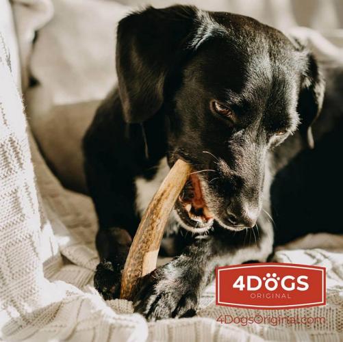 Hirschgeweih für Hunde XXL+, 20 cm, 190-250 G