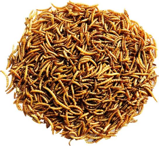Mealworms 300 g