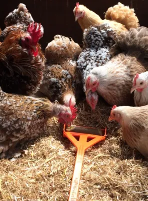 Hentastic Fun Feeder