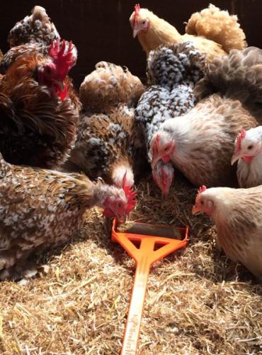 hentastic-fun-feeder-142543