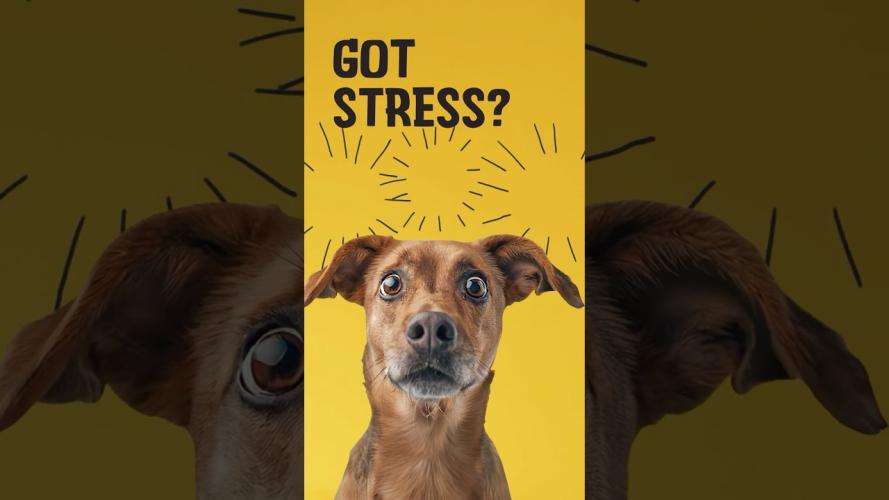 Excellent Pets No Stress Soft Chews 16 Treats