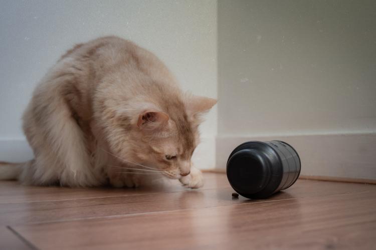 Eat Slow Live Longer Feed & Treat Roller Grau S