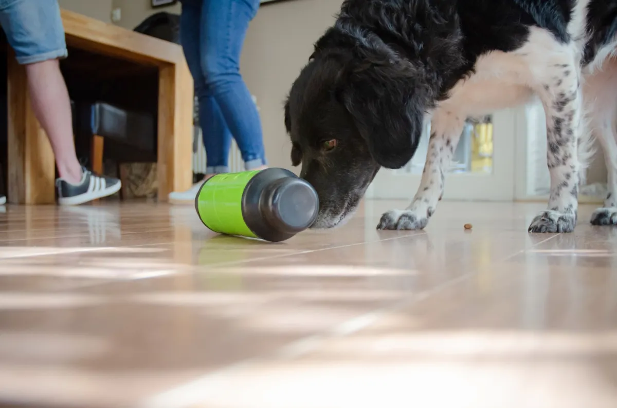 Eat Slow Live Longer Feed & Treat Roller Grün L