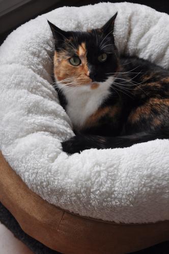 AFP Lambswool - Donut Bed Beige