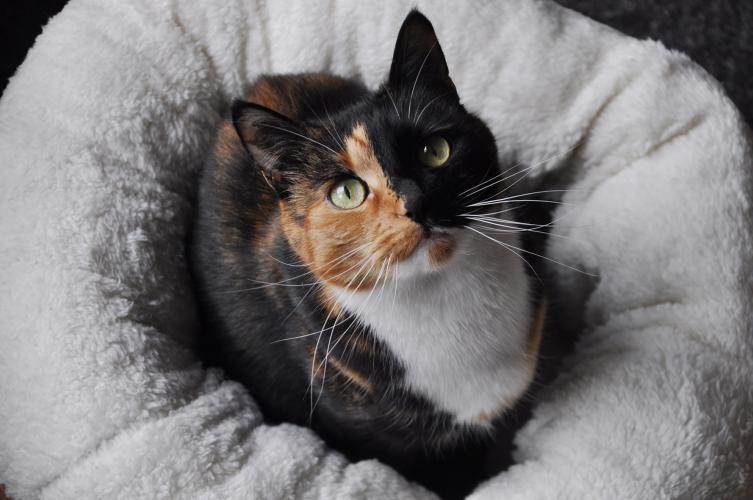 AFP Lambswool - Donut Bed Beige