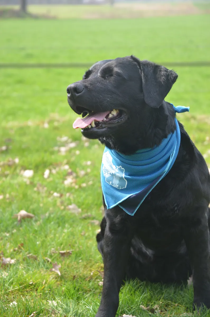 CoolPets Cooling Bandana XS Kühlendes Hundehalstuch Größe XS
