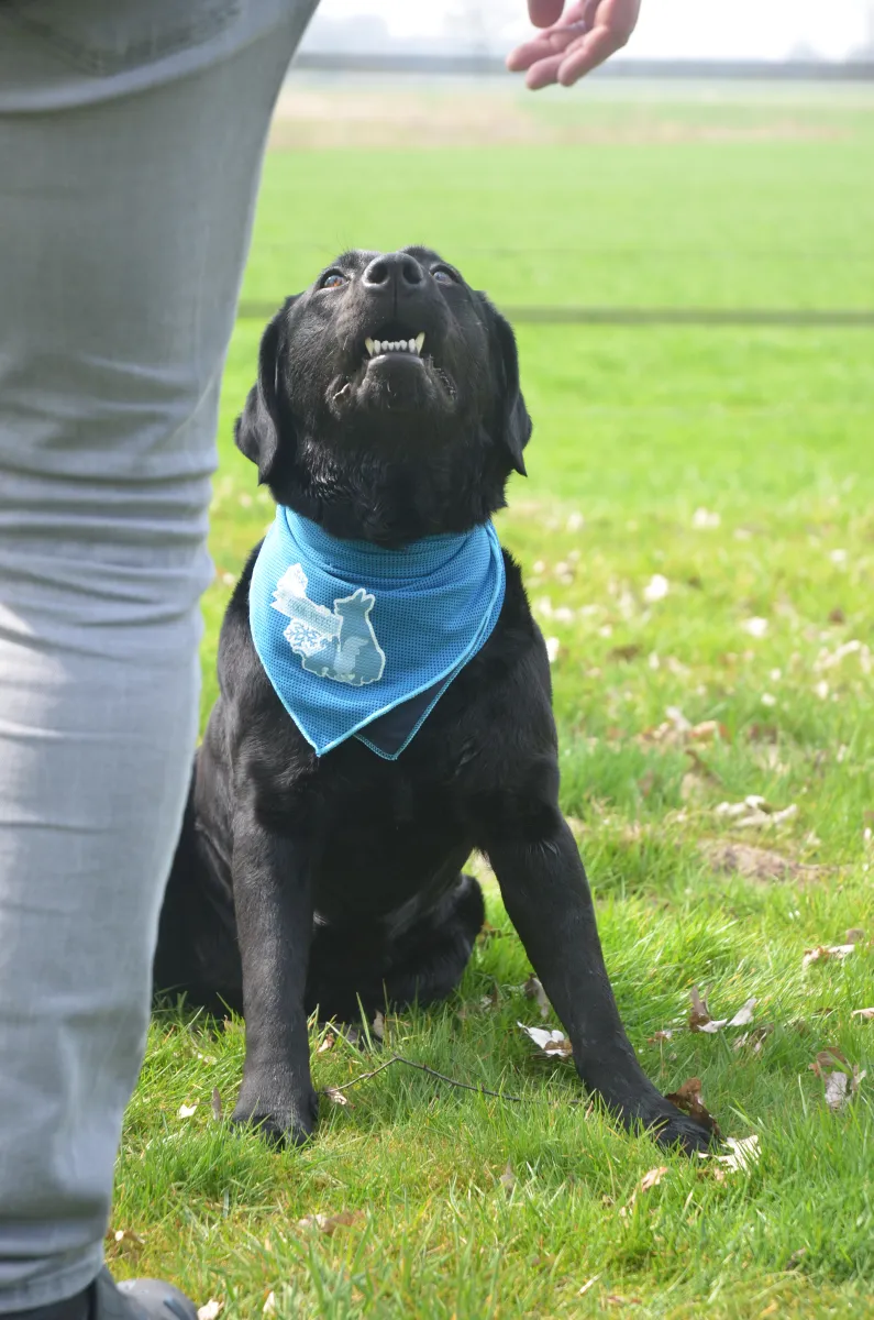 CoolPets Cooling Bandana XS Kühlendes Hundehalstuch Größe XS
