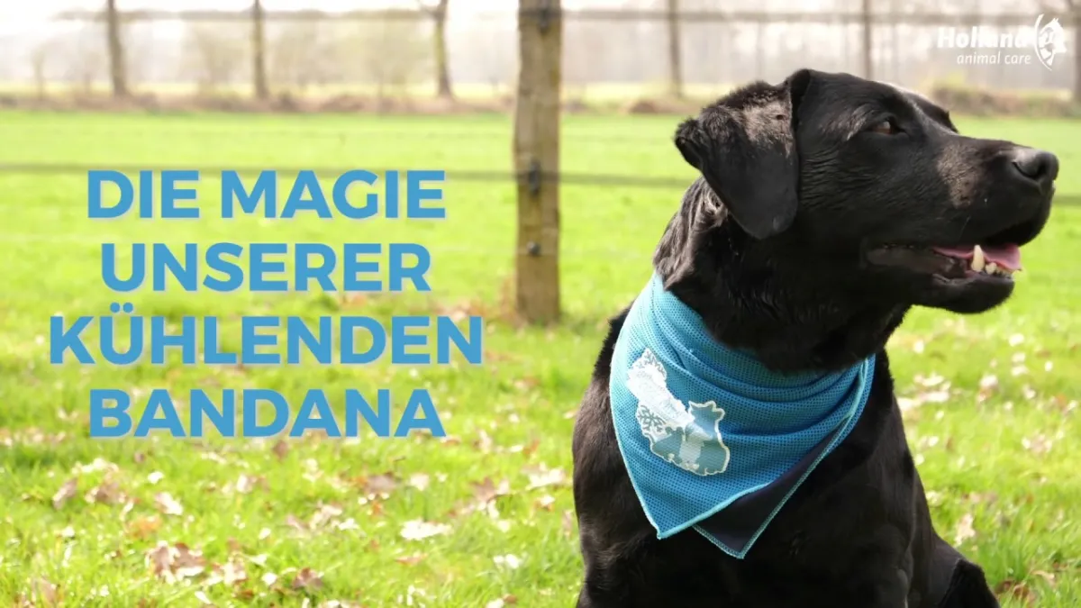 CoolPets Cooling Bandana L