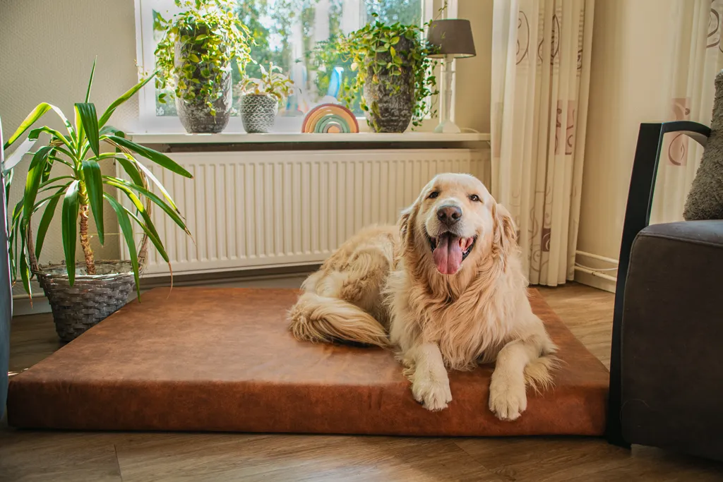 Let's Sleep Mellow Mattress Orthopädisches Bett XL Cognac