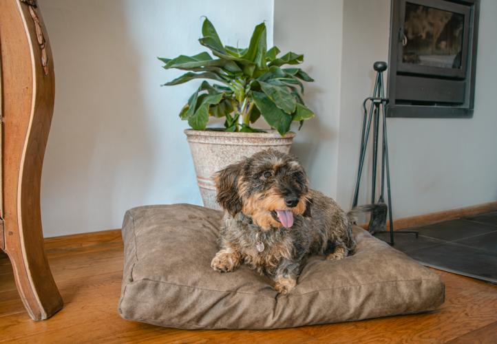 Let's Sleep Plush Pillow Hundebett M Cognac