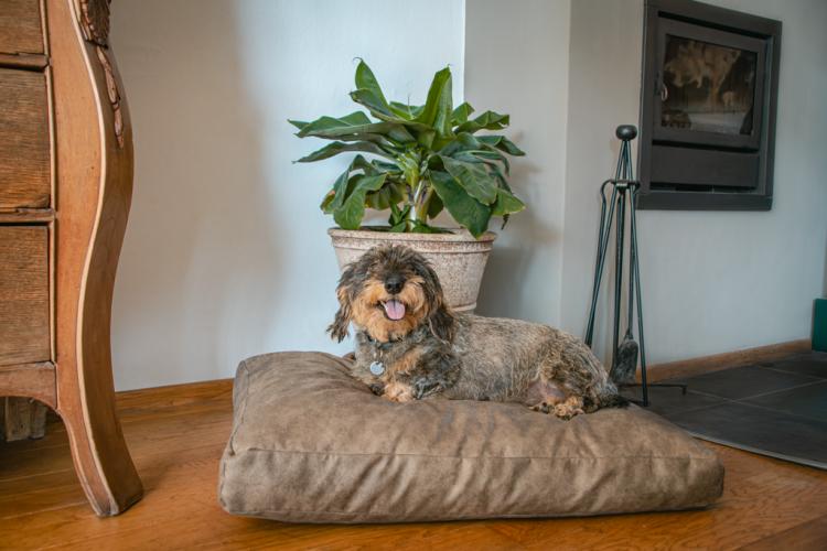 Let's Sleep Plush Pillow Hundebett L Cognac