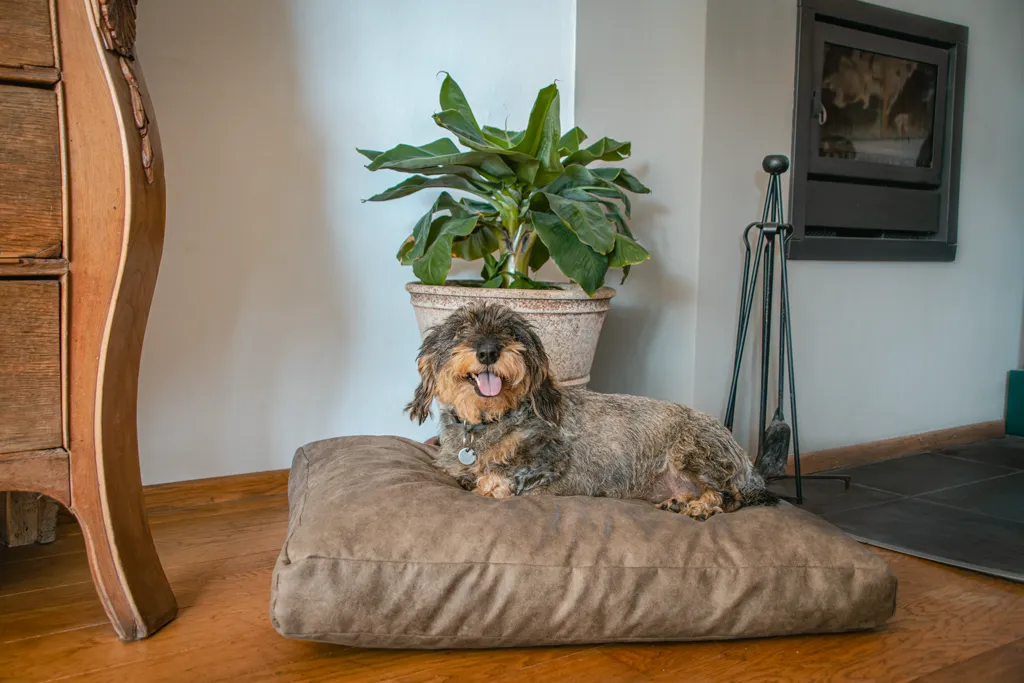 Let's Sleep Plush Pillow Hundebett XL Anthrazit