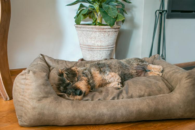 Let's Sleep Sweet Dreams Hundekorb Mit Kissen XL Cognac