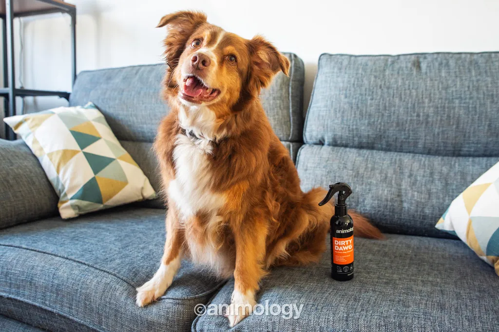 Animology Dirty Dawg No Rinse Dog Shampoo 250 ml
