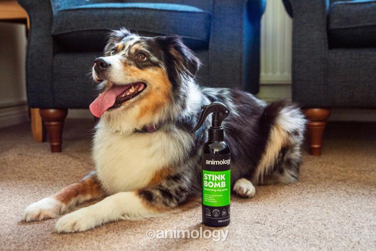 Animology Stink Bomb Deodorising Dog Spray 250 ml