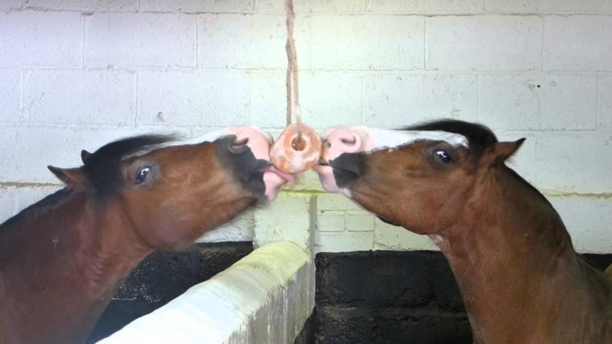 Excellent Horse Salt Lick Himalaya 2-3 kg (Mit Seil)