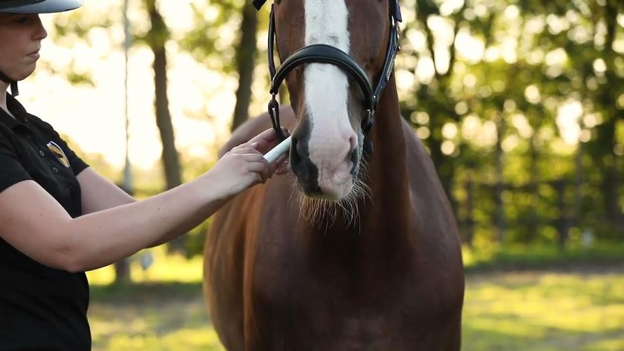 Excellent Horse Vitasporal 12 ml