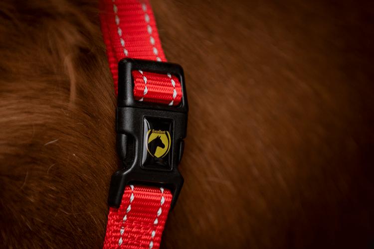 Excellent Premium Halfter Rot XS