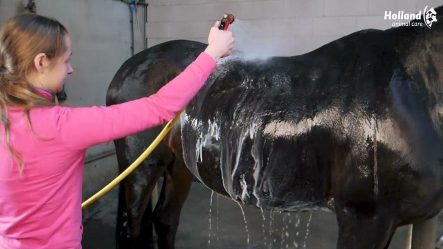 Excellent Horse Grooming Brush L Schwarz