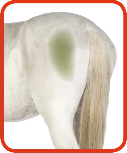 Excellent Horse Hi Gloss Clean Spray 500 ml