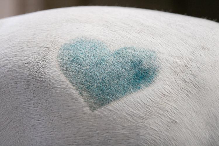 Excellent Horse Hi Gloss Glitter Spray Turquoise 250 ml