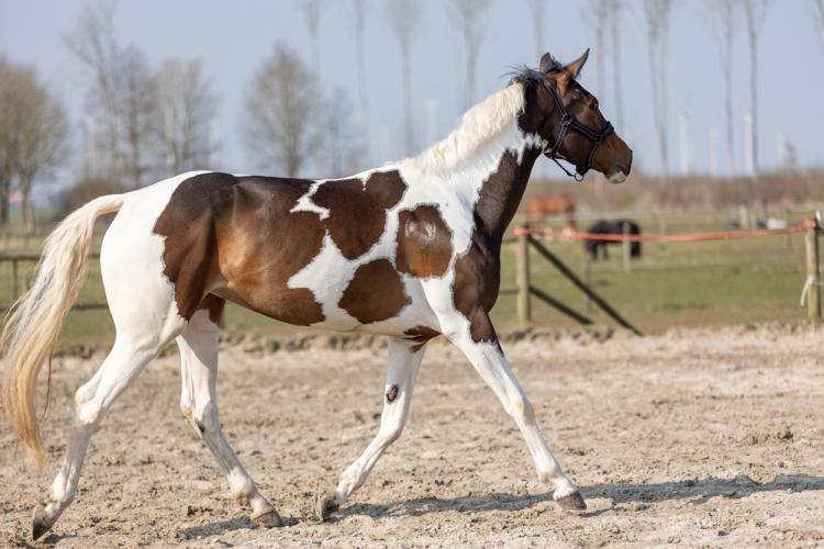 Excellent Horse Hi Gloss Glitter Spray Turquoise 250 ml