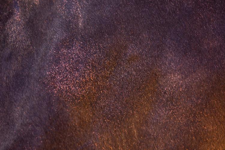 Excellent Horse Hi Gloss Glitter Spray Orange 250 ml