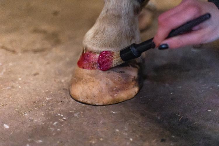 Excellent Horse Hi Gloss Glitter Hoof Polish Pink 150 ml