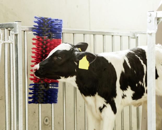 Bürste für Pferd, Rind, Ziege