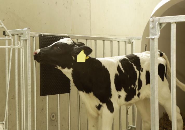 Kratzmatte für Pferd, Kalb, Ziege 40 x 30 cm