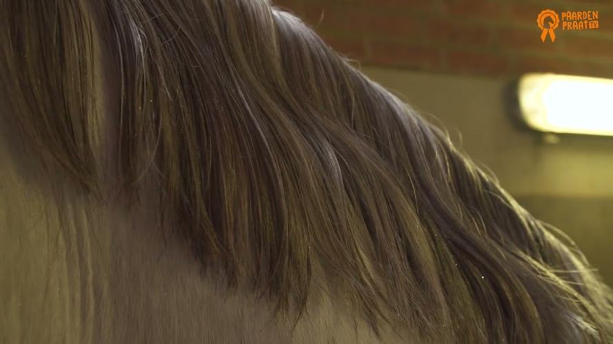 Paardenpraat TV Glitter Glamour Spray Türkis