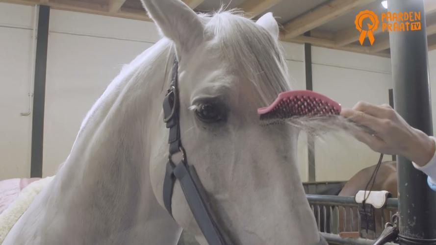 Paardenpraat Horse Supreme Borstel Rosa