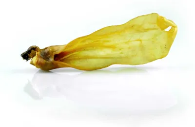 Ziegenohren XL - enthaart 500g