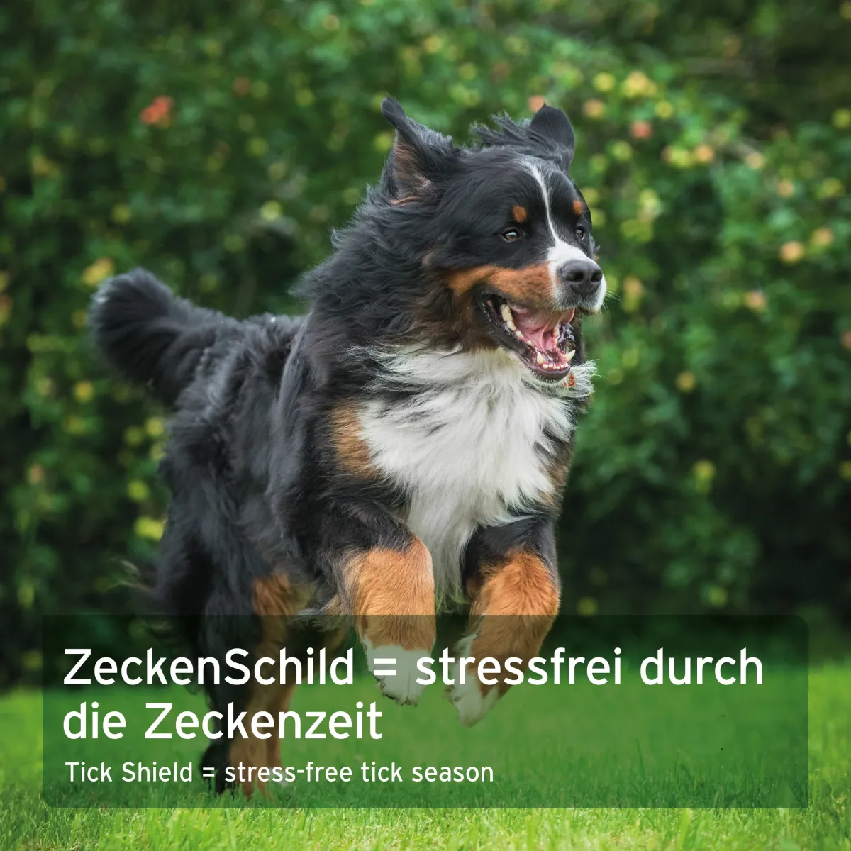AniForte® ZeckenSchild Kapseln für grosse Hunde - Zecken