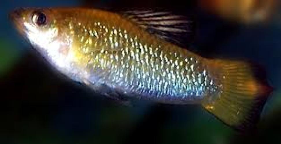 kuba-karpfling-dnz3-5cm-limia-perugiae-poecilia-perugiae-6656