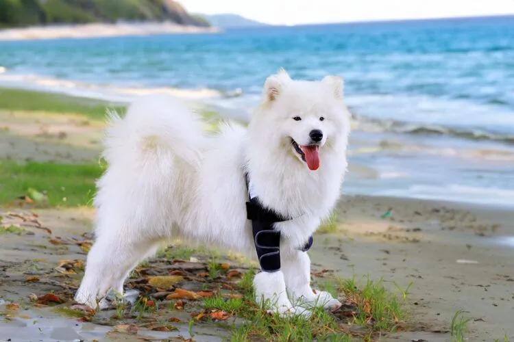 Ellenbogenbandage - Liegeschwielenbandage - Nature Pet XS