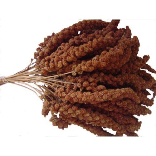 Rote Kolbenhirse für Ziervögel – naturbelassener Pick-Snack 1kg,