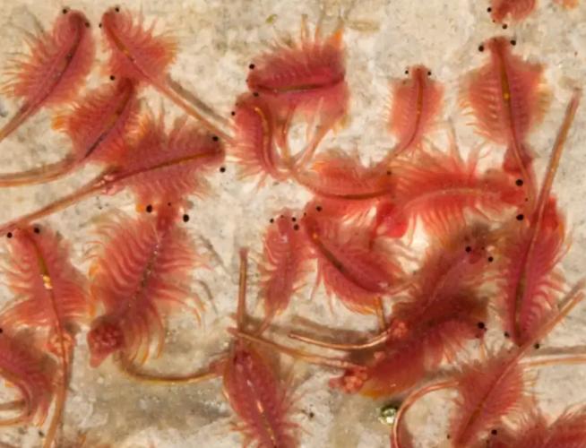 lebendfutter-artemia-55ml-lebend-in-pe-beutel-162969