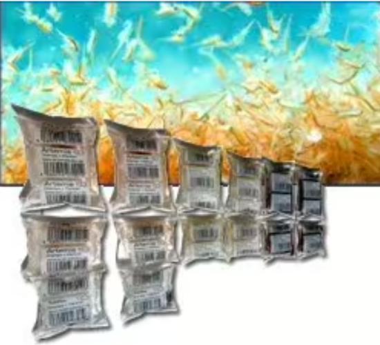 lebendfutter-blasen-posthornschnecken-lebend-90-ml-pe-beutel-162976