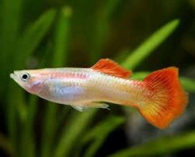 guppy-poecilia-reticulata-snow-red-162538