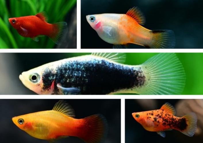 platy-mix-xiphophorus-maculatus-mix-162620