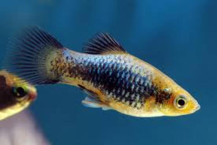 spiegel-karpfling-xiphophorus-maculatus-bumble-bee-161327