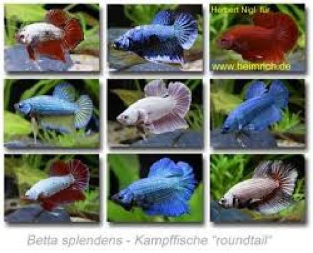 siamesischer-kampffisch-betta-splendens-weibchen-mix-6445
