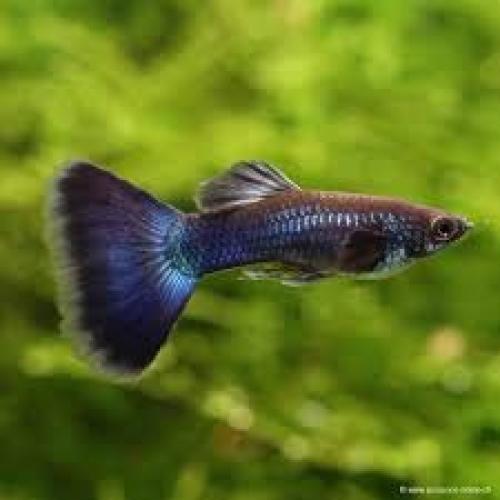 guppy-moskau-blau-poecilia-reticulata-moskau-blue-male-6677