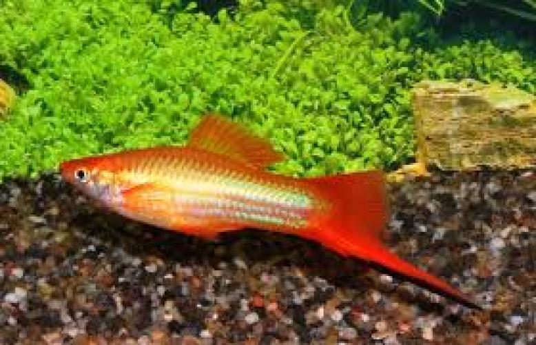 schwerttrager-xiphophorfus-helleri-marygold-162991