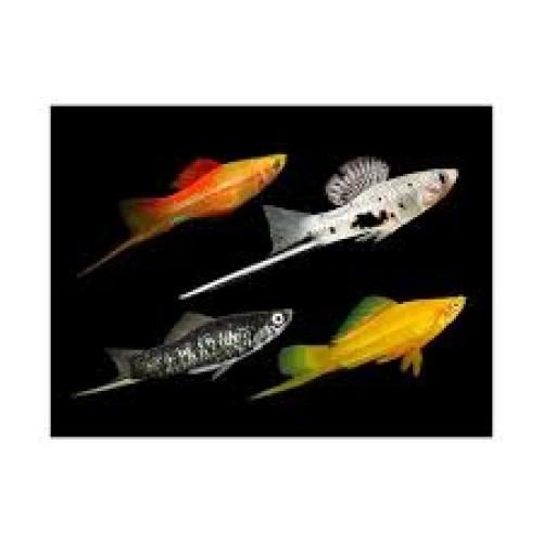 schwerttrager-xiphophorus-hellerii-hifin-mix-wie-broccoli-6475